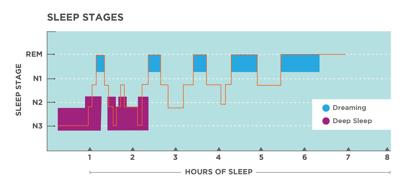 Sleep Stages