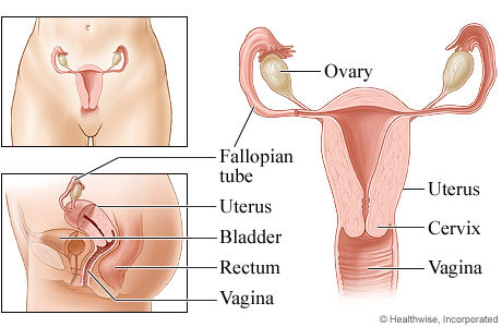 female reproductive system