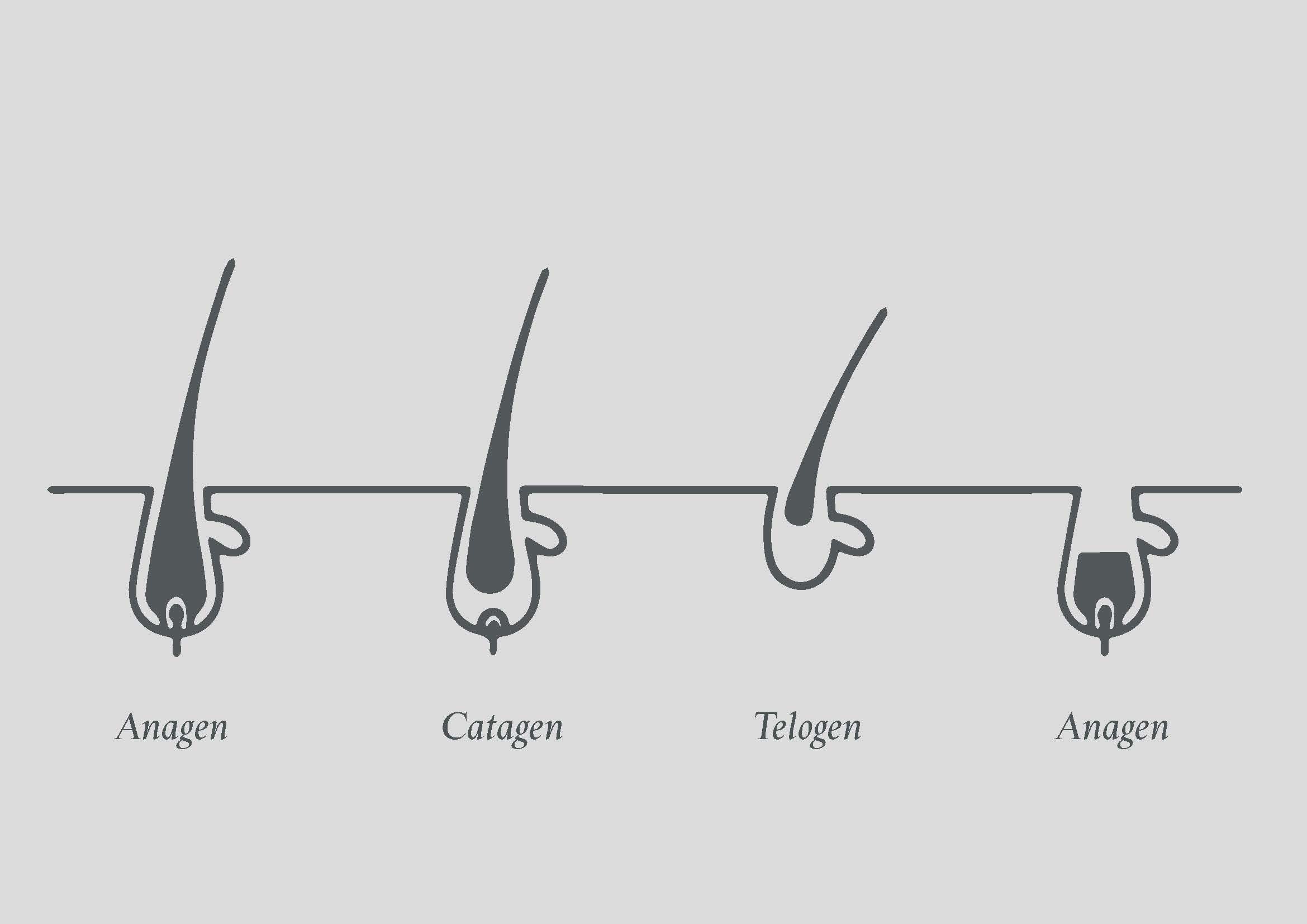 hair growth cycle 