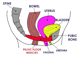 images pelvic floor