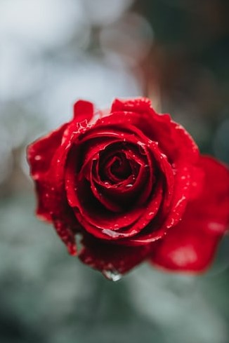 rose with raindrops