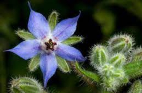 starflower